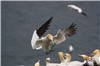 Gannet landing